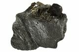 Red Embers Garnet in Graphite - Massachusetts #313429-1